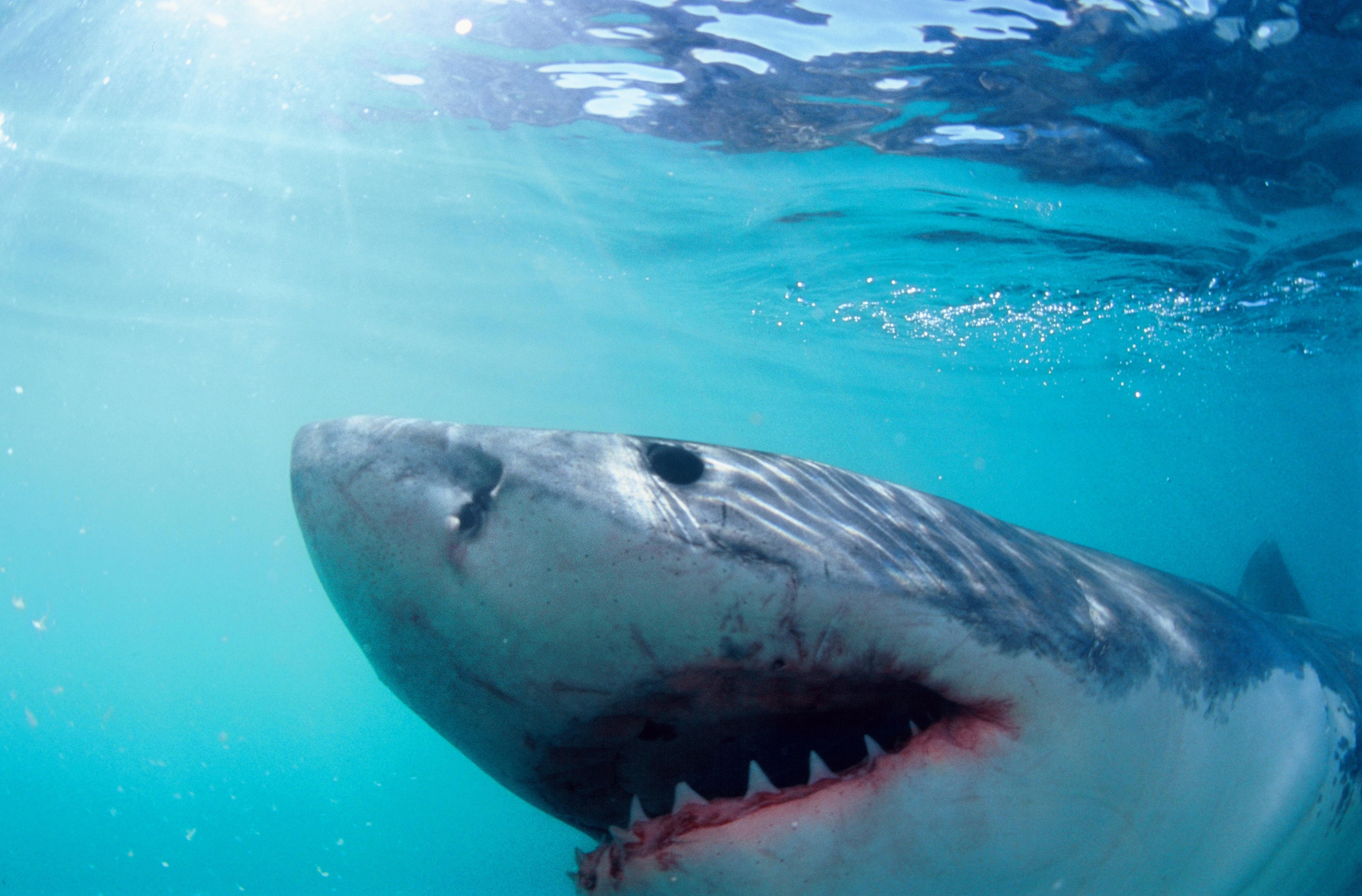 Image for Beaches with most shark attacks as Americans pay tribute to 'Jaws' and activist weighs in